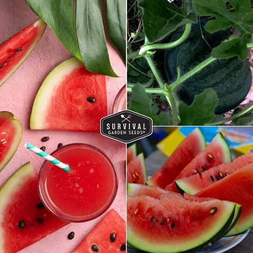 Vista 5 de Semillas de Jardín de Supervivencia - Semillas de Sandía Sugar Baby Cultive Pequeños Melones Redonditos de Nevera en Casa - Semillas Autóctonas