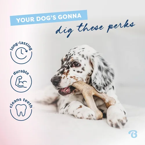 Vista 3 de Benebone Juguete para masticar de hueso en forma de espoleta para perros cachorros, sabor a tocino real, fabricado en Estados Unidos, mediano