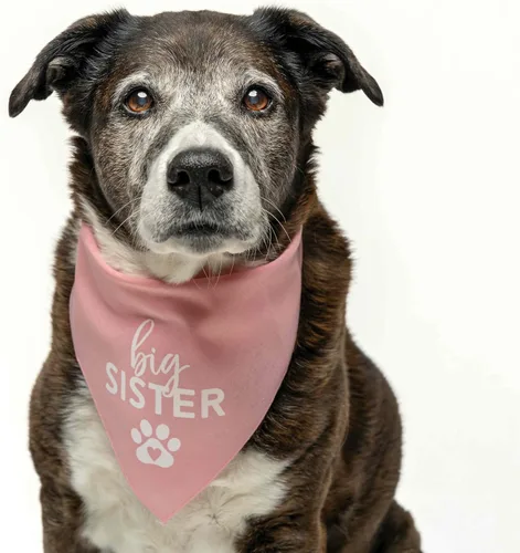 Vista 2 de Bandana para perro Big Sister con pata de corazón, triángulo ajustable 100% algodón, fabricado en Estados Unidos, para recién nacido, anuncio
