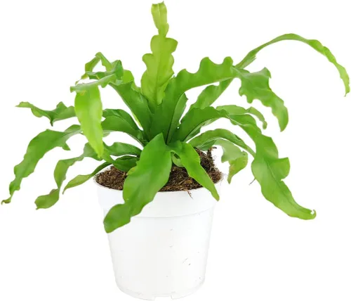 Live Houseplant Helecho nido de pájaro de 4 pulgadas - Planta de interior de fácil cuidado - Plantas de interior vivas - Plantas de interior con