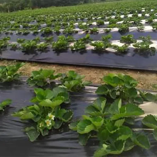 Vista 6 de (R) Rollo de láminas de plástico negro para granja, barrera de vapor de polietileno resistente, 4 mil 3 pies x 100 pies