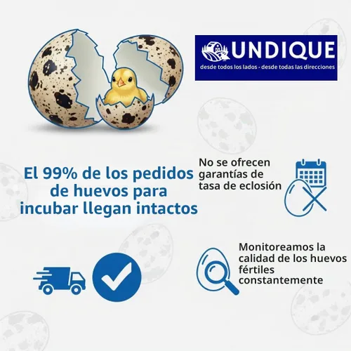Huevos de codorniz italianos jumbo para incubar (12) de criador de calidad, calidad premium, salud robusta, alta fertilidad, cuidadosamente