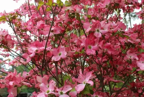Vista 3 de 30 semillas de árbol de cornejo en flor hermosas semillas de árbol en flor para plantar, floración rosa cornalina