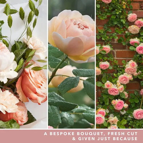 Vista 2 de Yankee Candle Vela perfumada en tarro grande, rosas recién cortadas, hasta 150 horas de tiempo de combustión