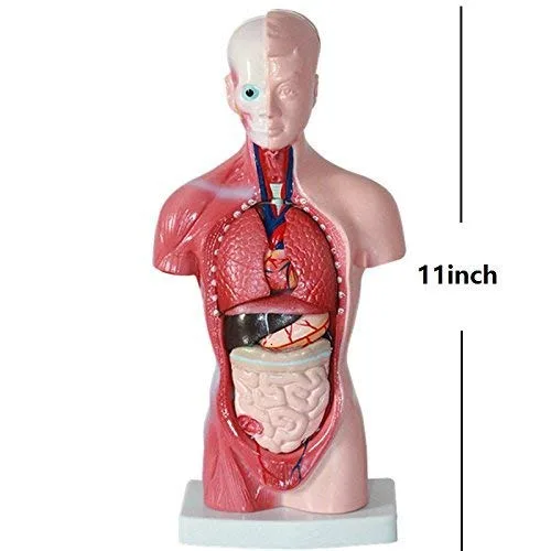 Vista 3 de Modelo de anatomía corporal de torso humano masculino de 11 pulgadas que incluye esqueleto visceral para estudiantes de medicina estudio