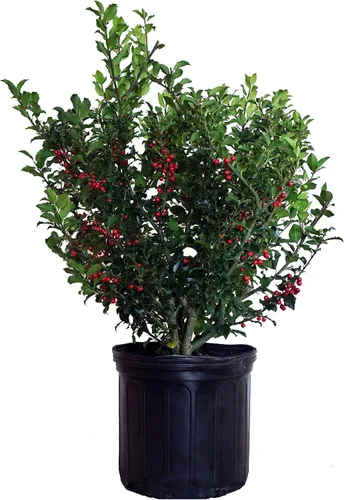 Vista 10 de Ganadores probados - Ilex verticillata Berry Heavy Gold (Winterberry) Arbusto, bayas de oro, 3 - Contenedor