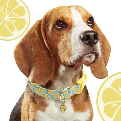 Vista 6 de Faygarsle Lindo collar de perro para niñas y niños, suave y elegante collar para mascotas con diseño de limón, ideal para perros de verano amarillo