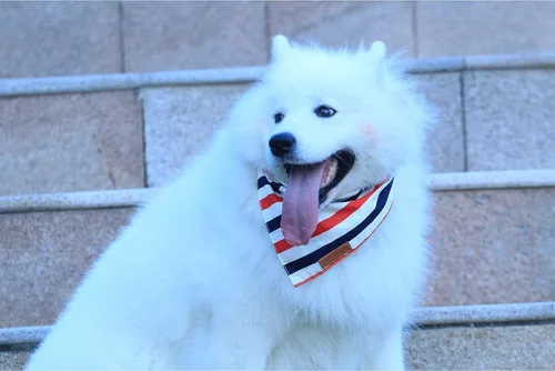 Vista 7 de Realeaf Bandanas para perros del 4 de julio, 2 unidades, bufanda reversible con bandera estadounidense para niños y niñas, tela duradera de primera