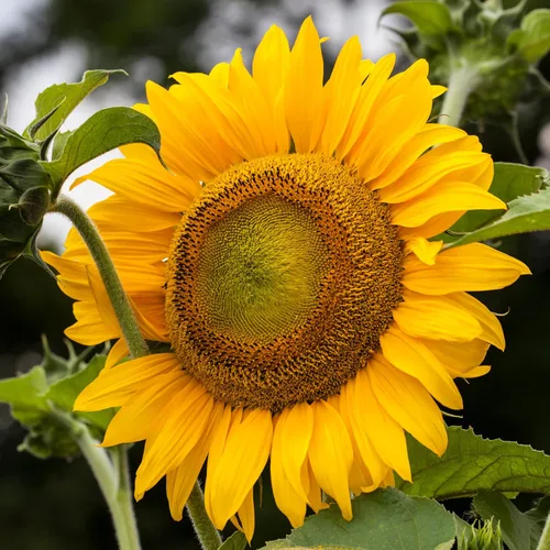 Vista 2 de Seed Needs Semillas de girasol para plantar más de 600 semillas de rayas grises mamut Semillas de reliquia Helianthus Annuus sin OMG bolsa
