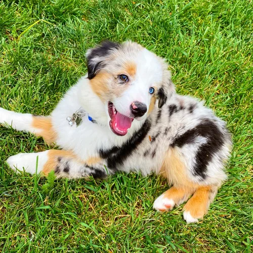 Vista 5 de 4 juegos de campanas de gato para collar de perro, accesorios colgantes de entrenamiento para mascotas con 2 clips de acero inoxidable para placa