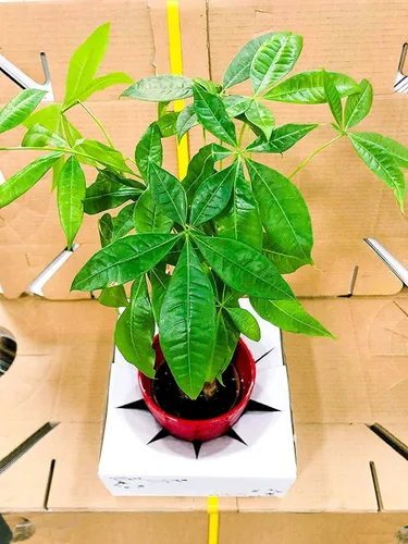 Vista 3 de Cajas de cartón para entrega - Cajas de entrega de flores (8"x 8"x 4") - Se vende en paquete (10)
