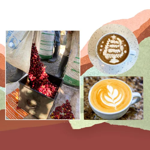 Vista 7 de Cafe Monteverde - Paquete de café tostado oscuro - Café costarricense de origen único 100% arábica - Grano entero (paquete de 3).
