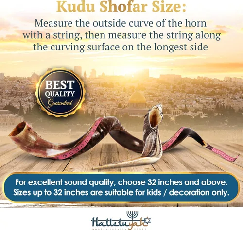 Vista 3 de HalleluYAH 32"-35" Shofar de kudu yemenita de Israel Plus Bono gratis de cuerno de carnero