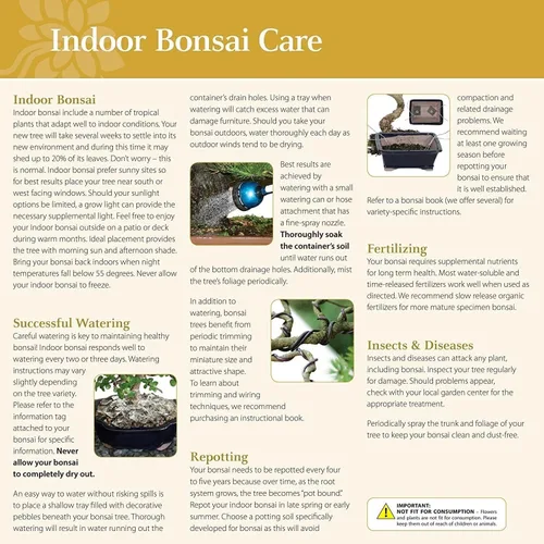 Vista 6 de Brussel's Bonsai - Árbol bonsái para interiores, Olla de cerámica, M