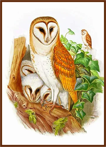 Vista 9 de Canguros australianos John Gould Counted Patrón de punto de cruz