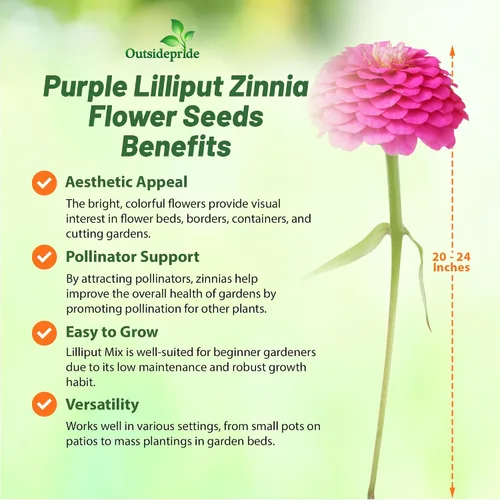 Vista 3 de Outsidepride - Zinnia Elegans, 2000 semillas anuales, Lilliput Purple, flores para plantar, color morado