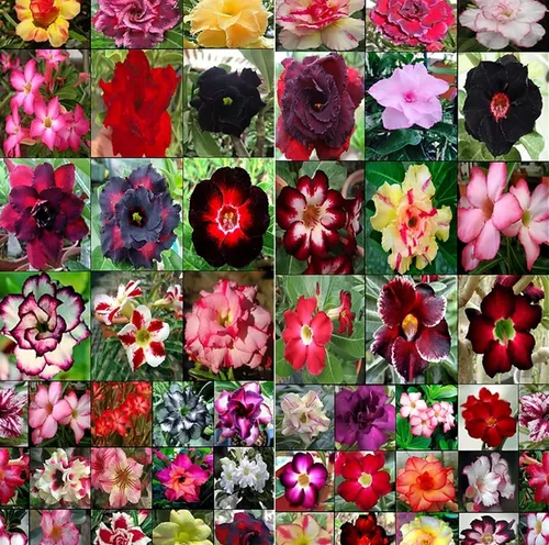 Vista 2 de 15 semillas de árbol Adenium Bonsai - Rosa del desierto floreciente, fáciles de cultivar en interiores