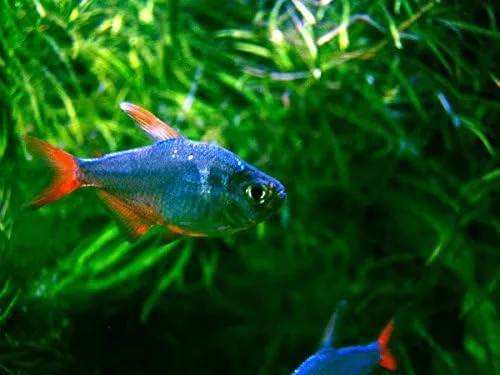 Vista 2 de Par de tetras colombianos rojos/azules - Peces tropicales vivos de agua dulce