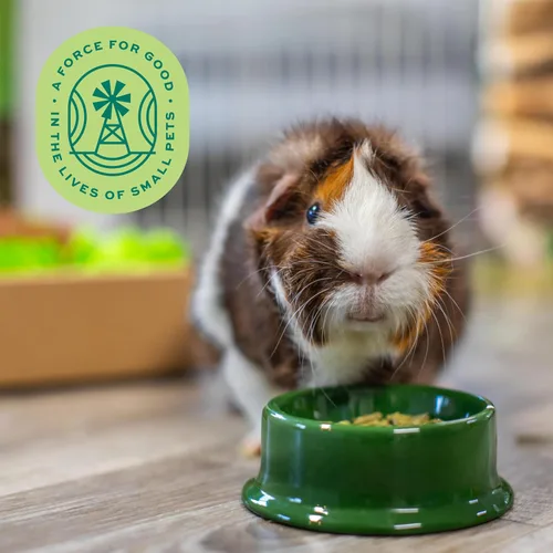 Vista 10 de Alimento para conejillos de indias Oxbow Essentials, para conejillo de indias adulto, hecho con heno timothy Oxbow, pellets de comida para mascotas