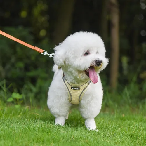 Vista 2 de AIITLE Arnés para perro, arnés sin tirones con correa, chaleco reflectante ajustable para perro, arnés para gatos a prueba de escape, caminar al