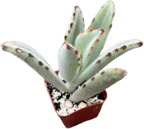 Vista 8 de Plantas de cactus suculentas vivas de USKC (pata de oso de cotiledón tomentosa de 2 pulgadas)