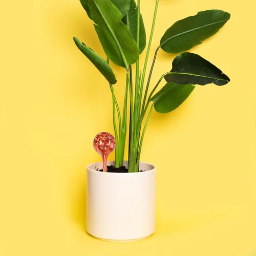 Vista 6 de Blazin Globos de riego de plantas de interior Forma de hongo Bombillas automáticas de agua Globo de agua aguamarina Vidrio decorativo
