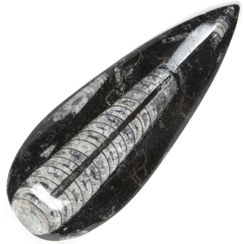 Caparazón de cafapolodo extinto, Kalifano Auténtico Fósil Orthoceras Natural, Marruecos