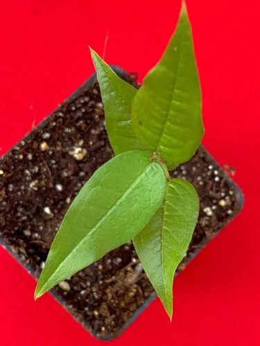 Vista 4 de Planta de maceta de árbol frutal de uva brasileña de hoja grande Plinia Aureana de Jaboticaba blanca