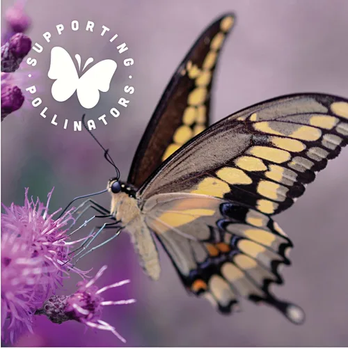 Vista 6 de Black Jewell Palomitas de maíz gourmet para microondas, dulces y saladas, 10.5 onzas (paquete de 1)