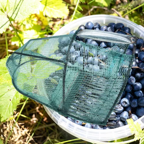 Vista 3 de DOITOOL Herramienta para recoger arándanos, recogedor de frutas, jaula de recolección de frutas, cesta de cosecha de frutas, equipo de frutas