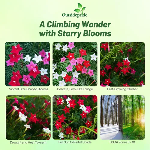 Vista 2 de Outsidepride Semillas mixtas de vid de ciprés - 100 piezas de semillas anuales de flores con néctar rico, flores en forma de estrella y hojas