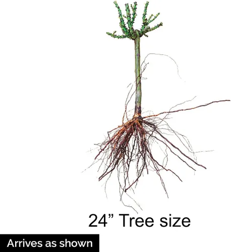 Vista 4 de SPRING HILL NURSERIES - Julia Child - Rosa de árbol de raíz desnuda inactiva de 24 pulgadas de alto (paquete de 1)