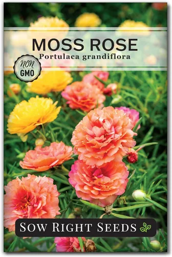 Sow Right Seeds - Semillas de rosa musgo para plantar - Mezcla Portulaca Grandiflora - Verdolaga doble - Variedad de reliquia sin OMG - Fácil de