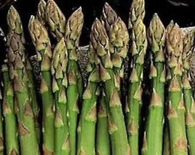 Mary Washington - Semillas nativas de espárragos 50 Heirloom Non GMO High Yeild Seeds