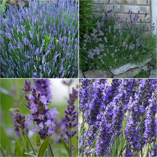 Vista 2 de Seed Needs Semillas de lavanda para plantar una variedad de plantas de lavandula, herencia sin OMG y semillas de hierbas sin tratar para plantar un