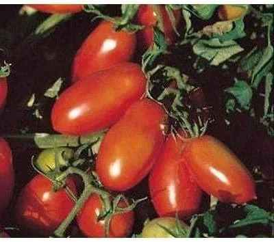 San Marzano Bush - Semillas de tomate (paquete de 40 semillas)
