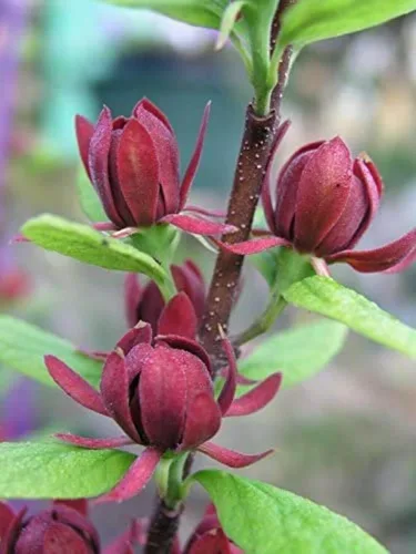 Vista 4 de Carolina Allspice (arbusto dulce) - Arbusto de 6 a 18 pulgadas de alto - Maceta de cuarto de galón - Planta viva - Calycanthus floridus
