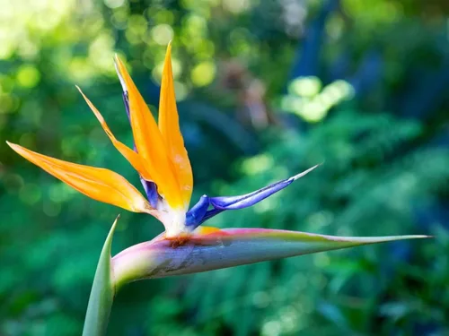 Mandela's InOrange Bird of ParadiseIn Live Strelitzia Reginae Flower Tropical Houseplant