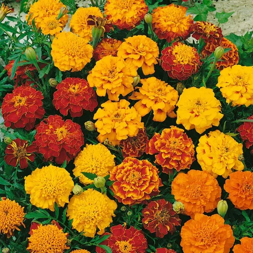 Vista 3 de Outsidepride Marigold - Mezcla