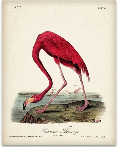 American Flamingo Illustration - 11x14 Unframed Art Print - Great Wall Decor and Gift