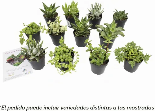 Vista 4 de Altman Plants - Juego de suculentas de escritorio para oficina
