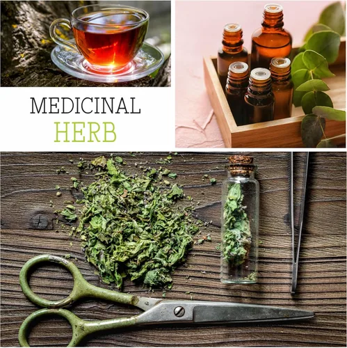 Vista 6 de Seed Needs, Semillas de comino negro, 800 semillas tradicionales para plantar Nigella Sativa, hierba medicinal sin OMG y sin tratar para asma