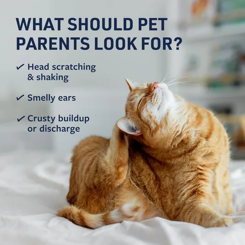 Vista 3 de Yaxa Basics Fórmula veterinaria Terapia de Autos Clínicos, 4 oz. - Fórmula medicada trata infecciones bacterianas, fúngicas y de levadura