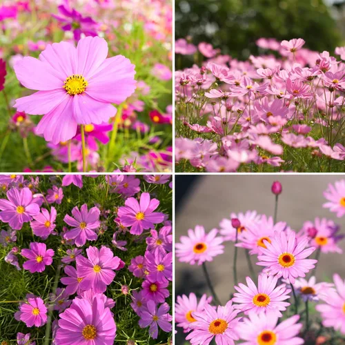 300 semillas rosadas de cosmos para plantar, semillas perennes de flores silvestres sin OMG, flores de polinización abierta para jardín enano raro,