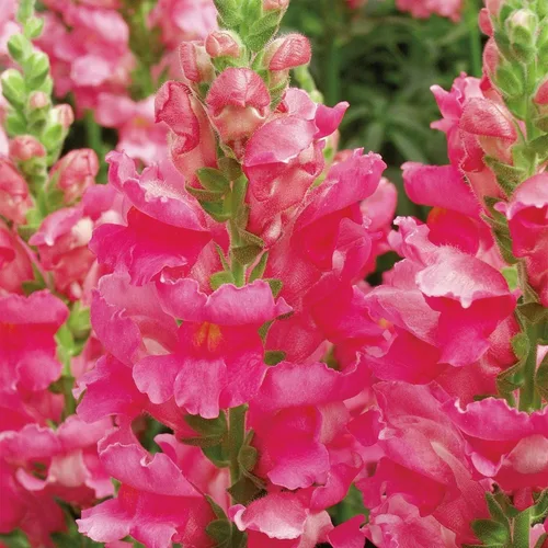 Vista 5 de Seeds Snapdragon Tall Pink