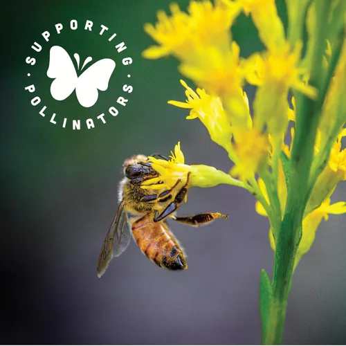 Vista 5 de Black Jewell Paquete variado de palomitas de maíz gourmet con negro original y carmesí (paquete de 2)