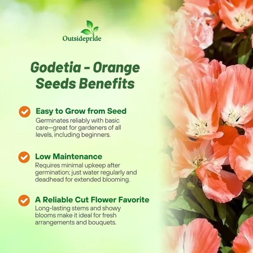 Vista 3 de Outsidepride 5000 semillas anuales Godetia Orange Glory Flower Seeds para plantar