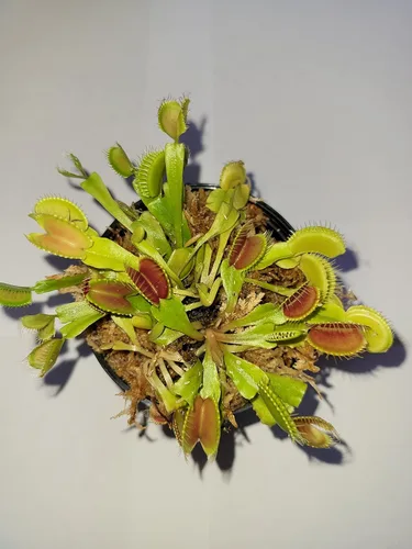 3 trampas para moscas Venus (Dionaea Muscipula) - Planta carnívora de 3 pulgadas