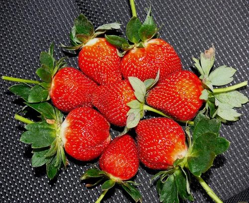 Vista 3 de Semillas de fresa gigante de jardín - Frutos perennes para plantar - Sin OMG