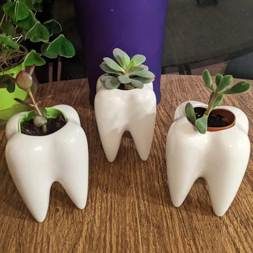 Vista 5 de YOFIT - Macetas con forma de dientes de estilo moderno, maceta de cerámica para regalos dentales, maceta de bonsái de suculenta y cactus blanca